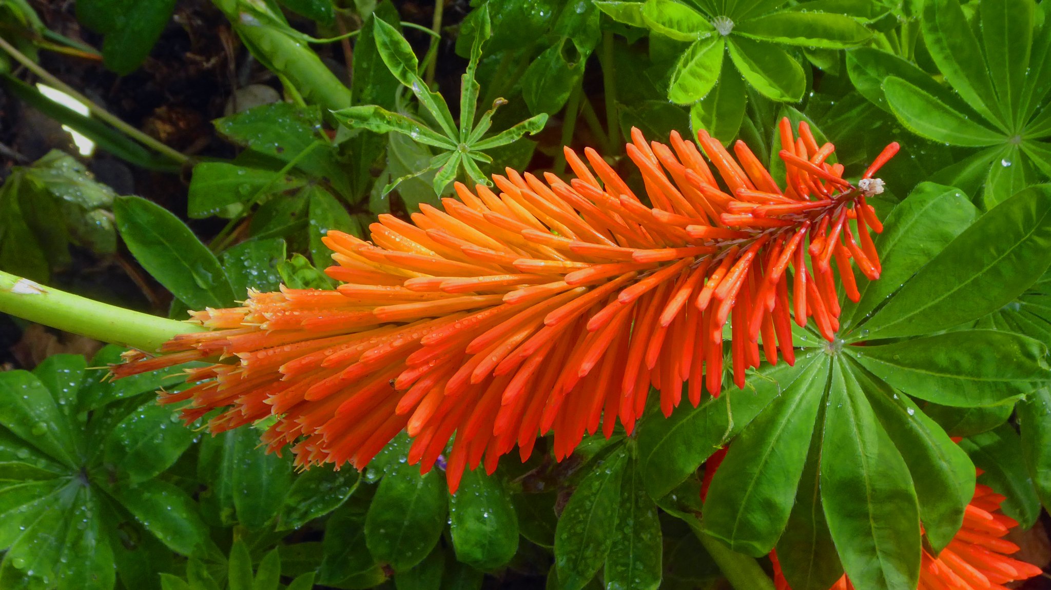 Orange-Flower