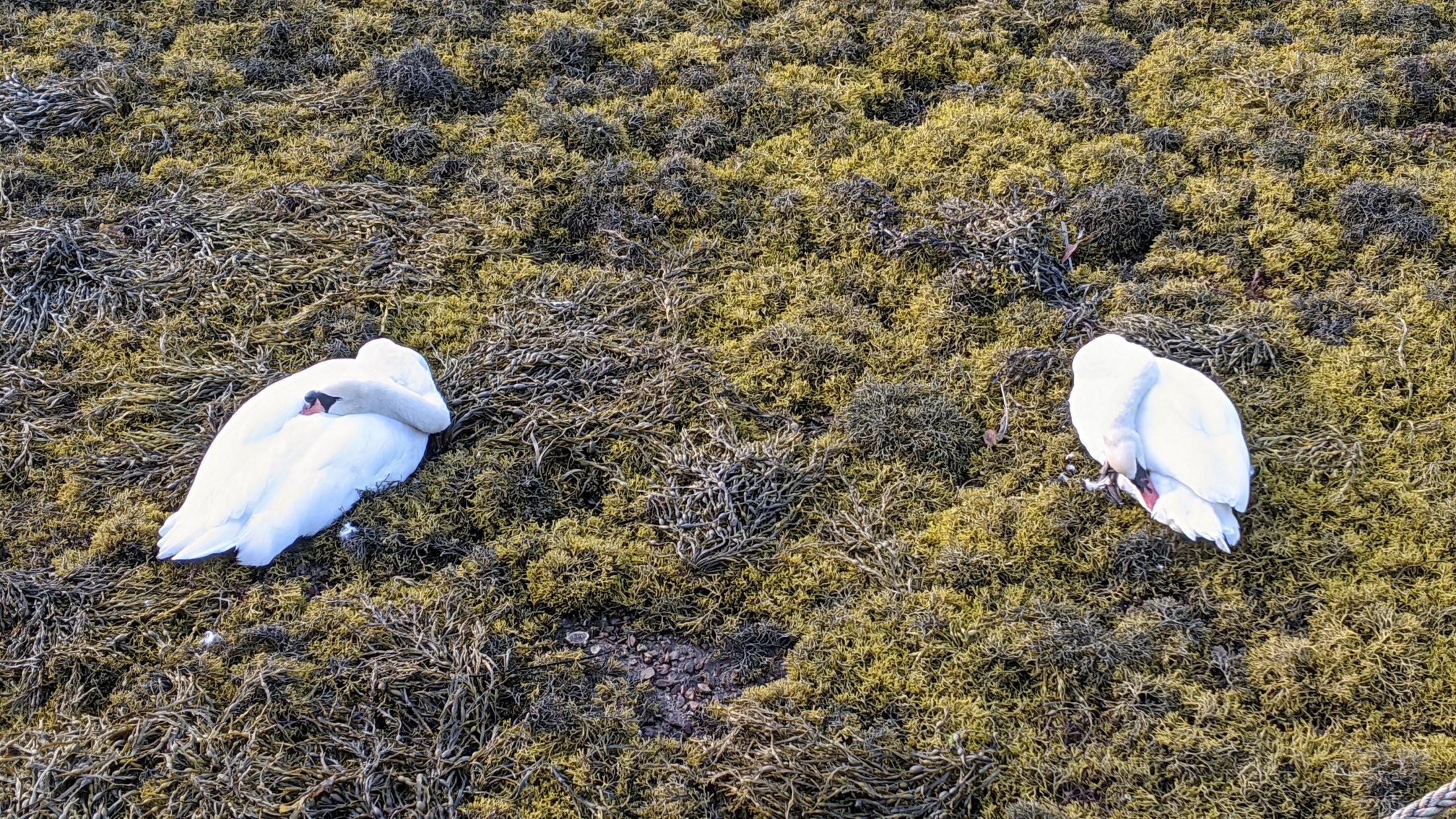 Swans-and-Seaweed