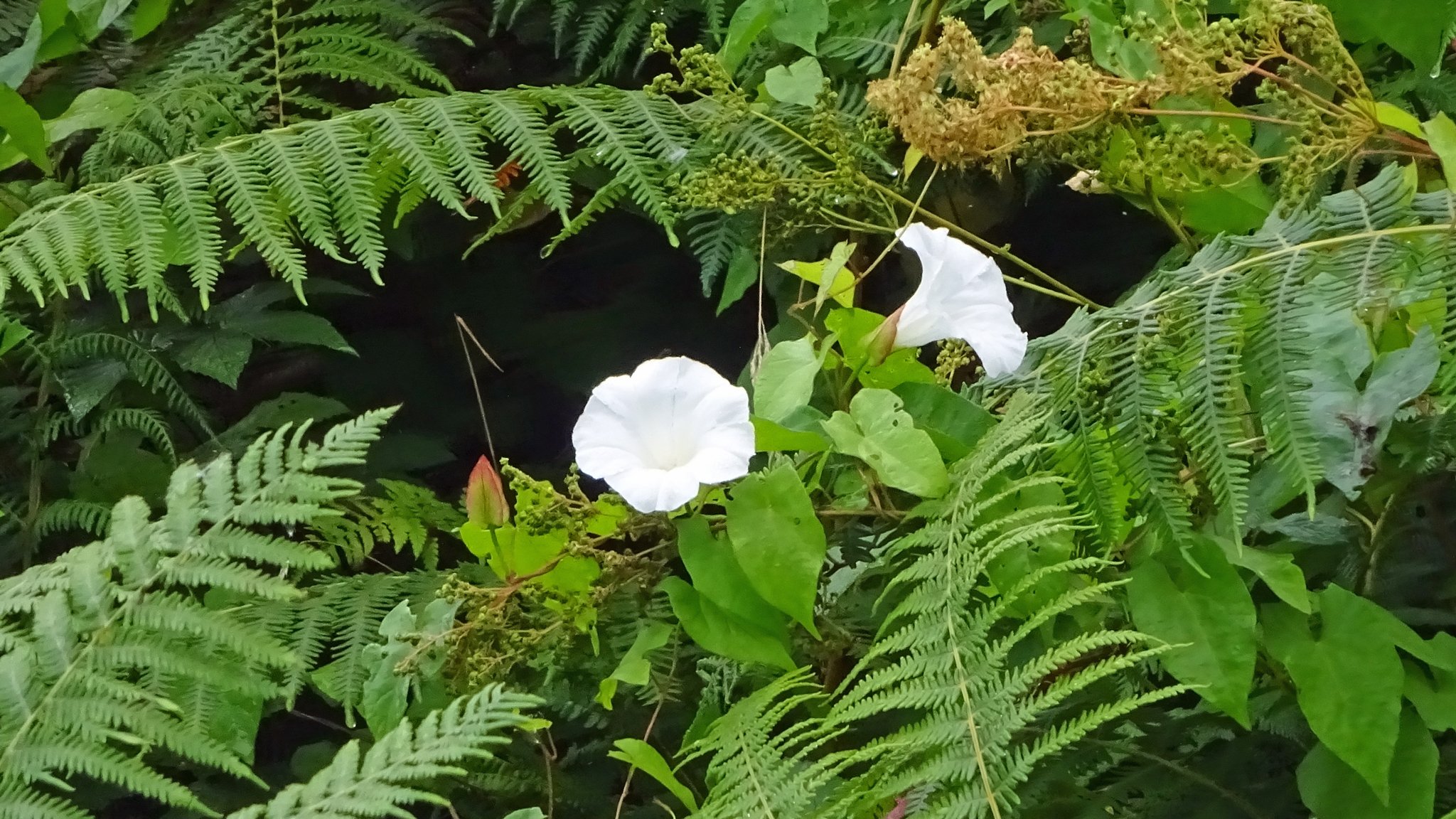 White-flowers
